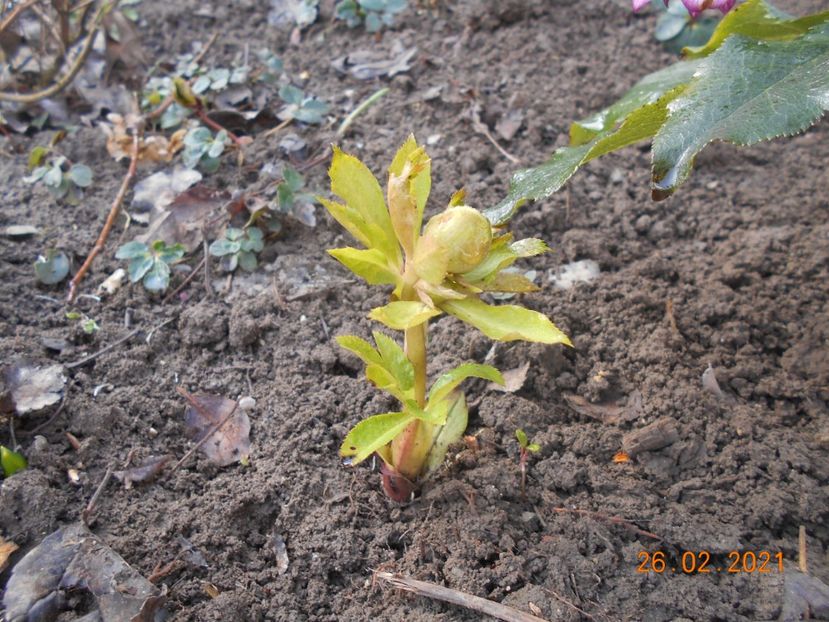  - 02 Azalee-rhododendroni-heleborusi-hortensii-hoste 2021