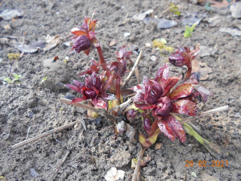  - 02 Azalee-rhododendroni-heleborusi-hortensii-hoste 2021