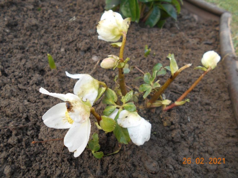  - 02 Azalee-rhododendroni-heleborusi-hortensii-hoste 2021