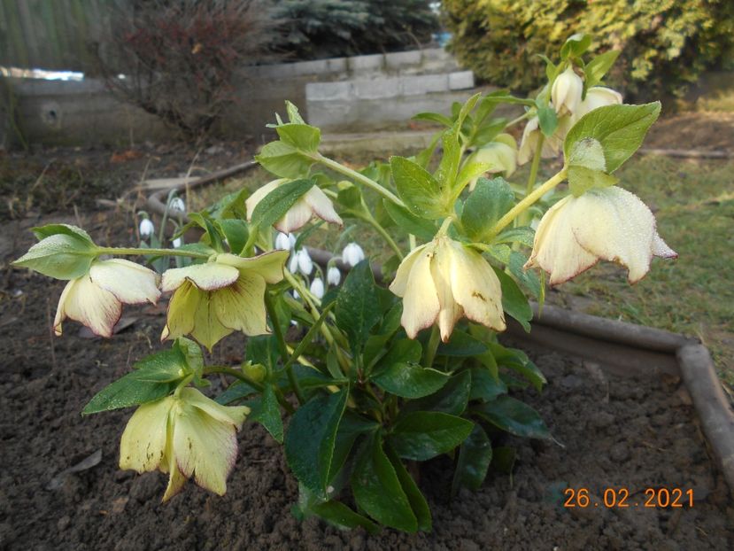  - 02 Azalee-rhododendroni-heleborusi-hortensii-hoste 2021