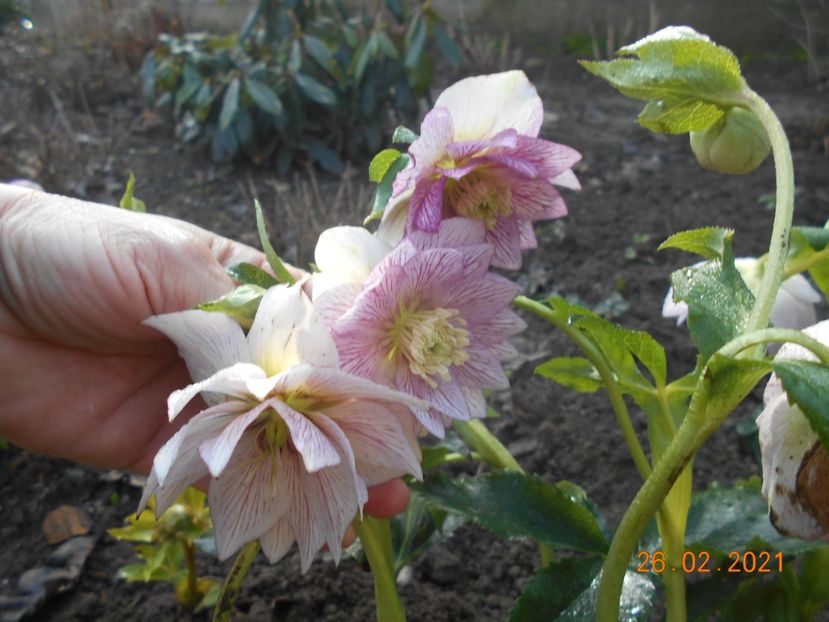  - 02 Azalee-rhododendroni-heleborusi-hortensii-hoste 2021