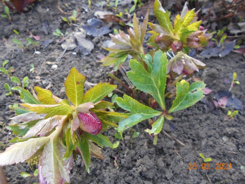  - 02 Azalee-rhododendroni-heleborusi-hortensii-hoste 2021