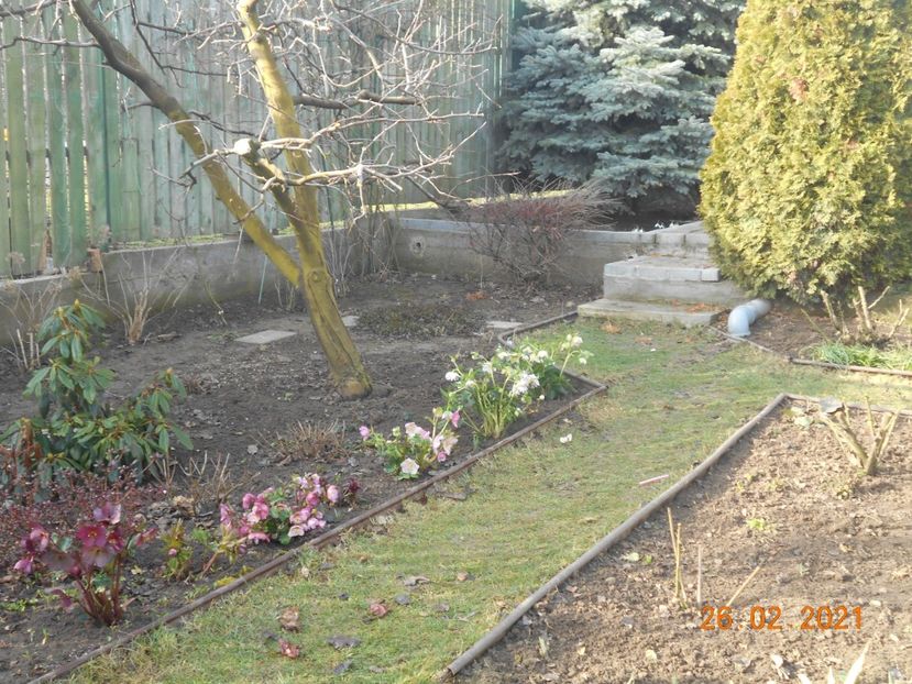  - 02 Azalee-rhododendroni-heleborusi-hortensii-hoste 2021
