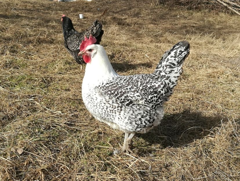  - A Ostfriesische Möwe 2021