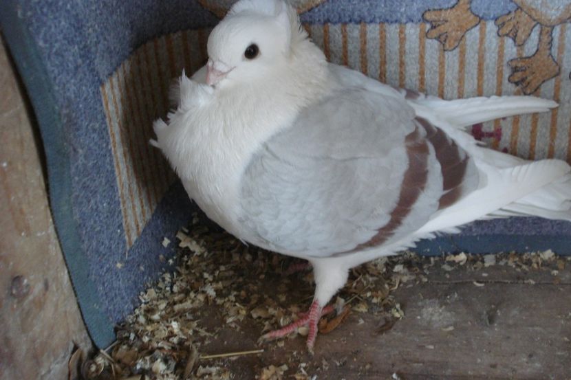 m 102-20 8 - perechile 2021