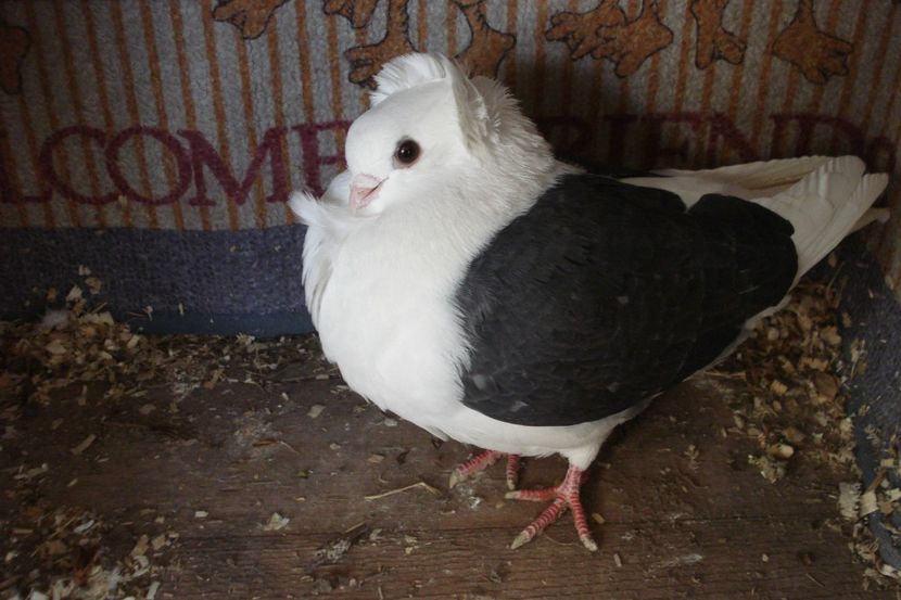 f 265-20 - perechile 2021