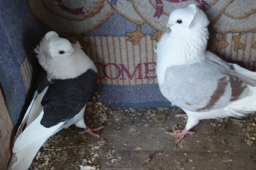 per 21 - perechile 2021