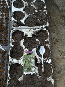 DOVLECEL  ZUCHINI - 2021