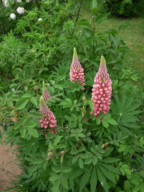  - Lupinus
