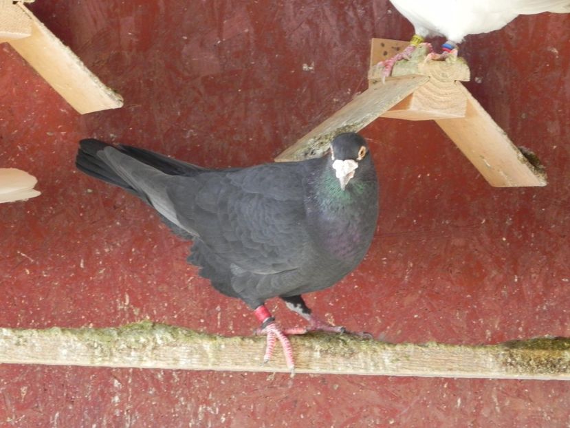 30 lei - Porumbei vanduti