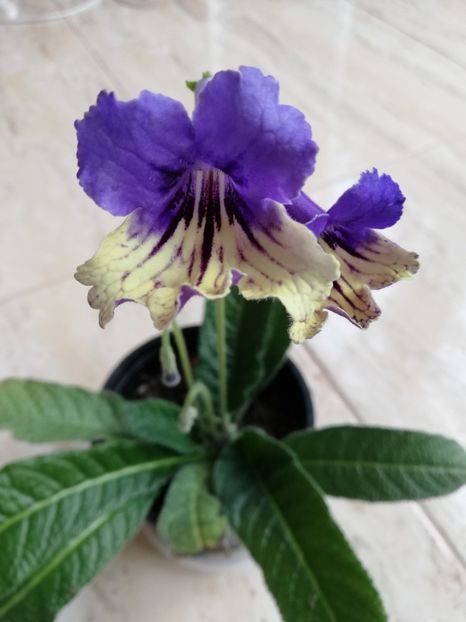  - Streptocarpus Arlequin blue