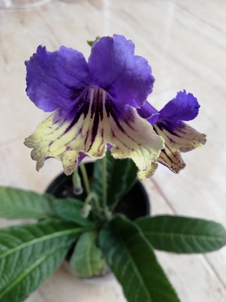  - Streptocarpus Arlequin blue