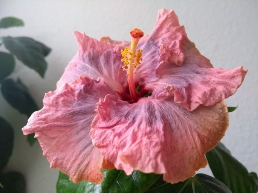  - Hibiscus din seminte 2020-2021