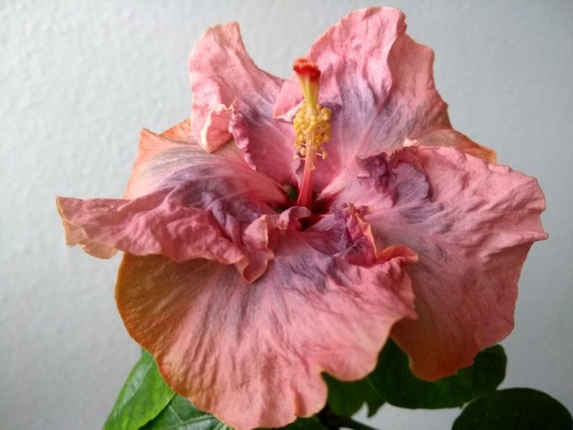  - Hibiscus din seminte 2020-2021