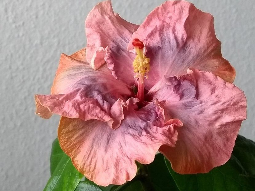  - Hibiscus din seminte 2020-2021