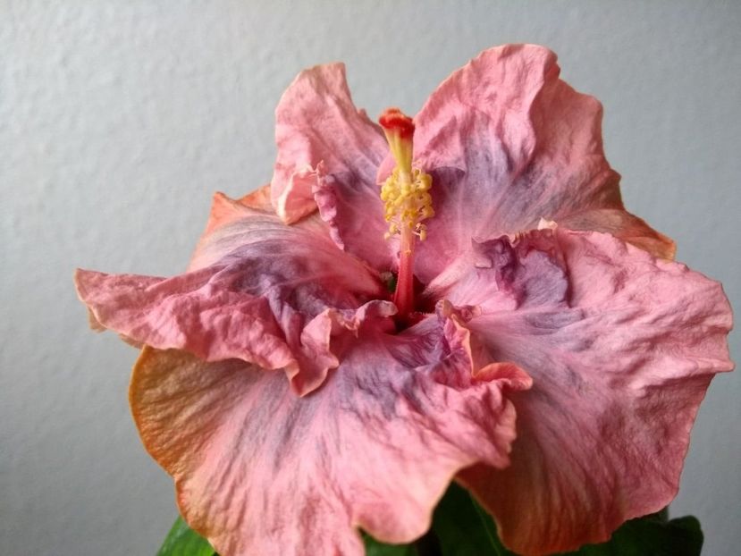  - Hibiscus din seminte 2020-2021