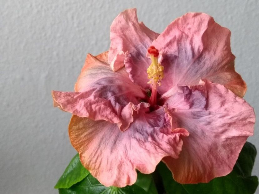  - Hibiscus din seminte 2020-2021