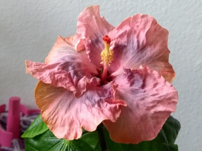  - Hibiscus din seminte 2020-2021