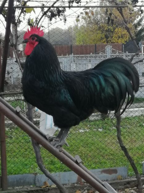  - GAINI RASA AUSTRALORP