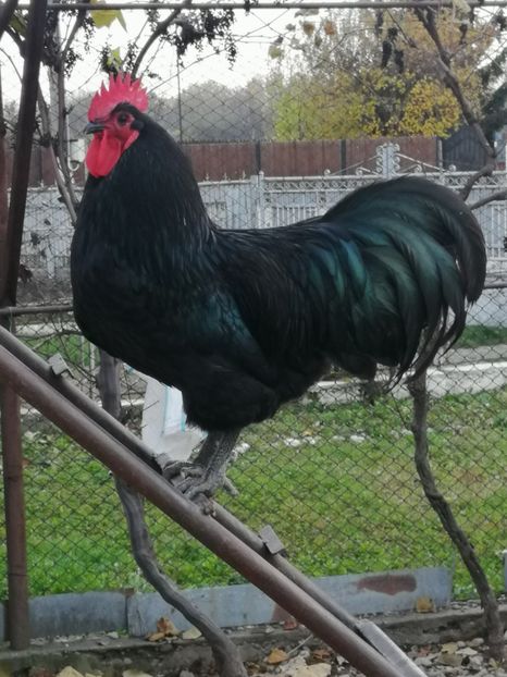  - GAINI RASA AUSTRALORP