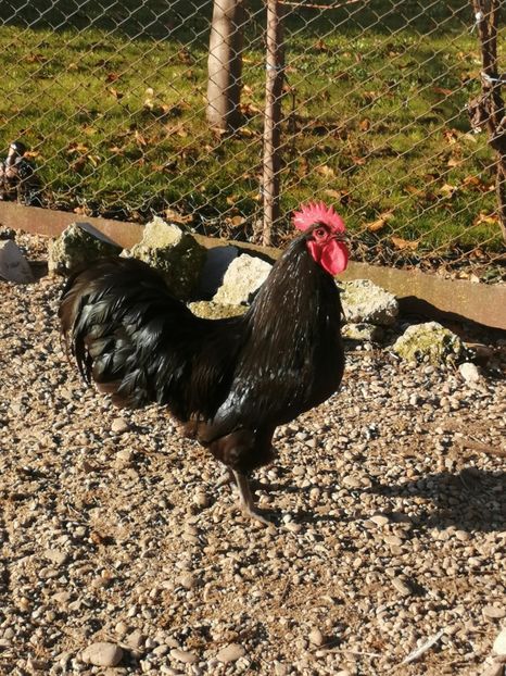  - GAINI RASA AUSTRALORP