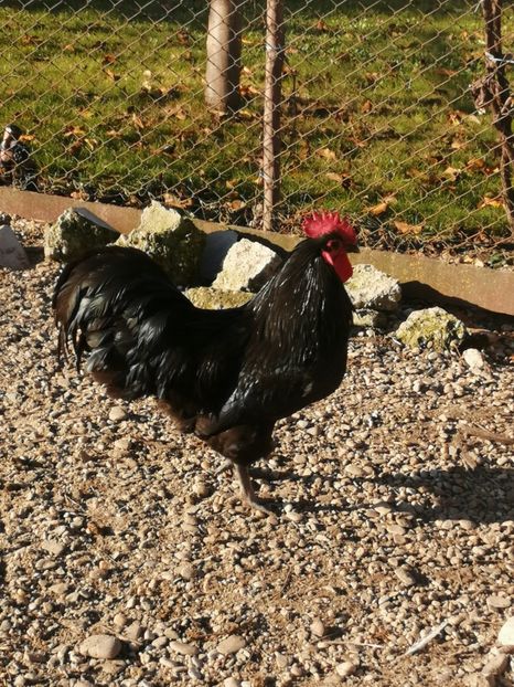  - GAINI RASA AUSTRALORP