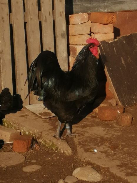  - GAINI RASA AUSTRALORP