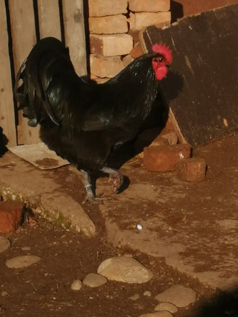  - GAINI RASA AUSTRALORP