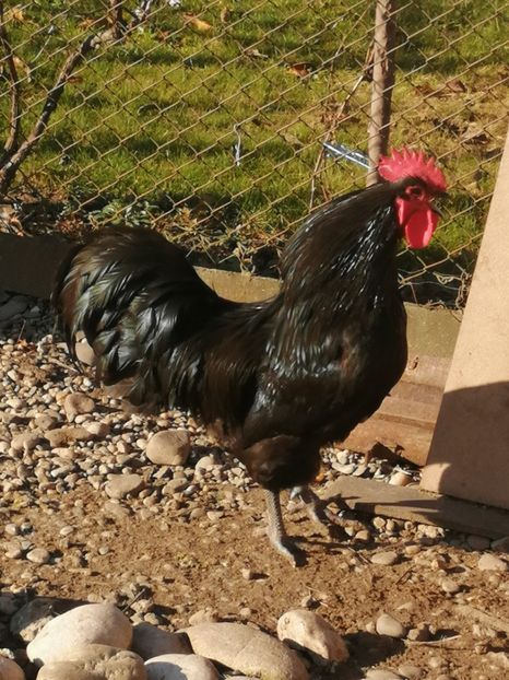  - GAINI RASA AUSTRALORP