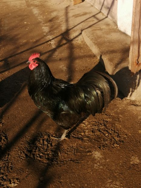  - GAINI RASA AUSTRALORP