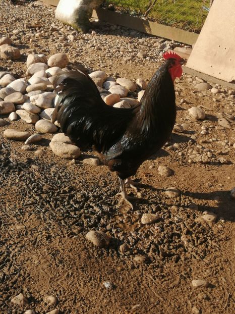  - GAINI RASA AUSTRALORP