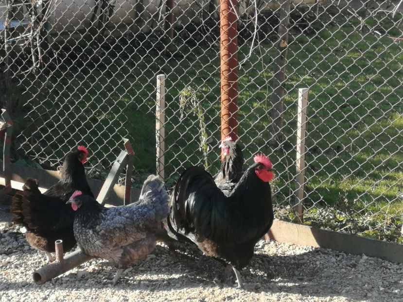  - GAINI RASA AUSTRALORP