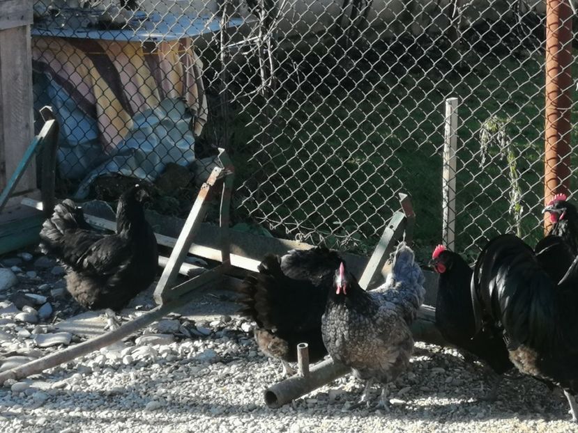  - GAINI RASA AUSTRALORP