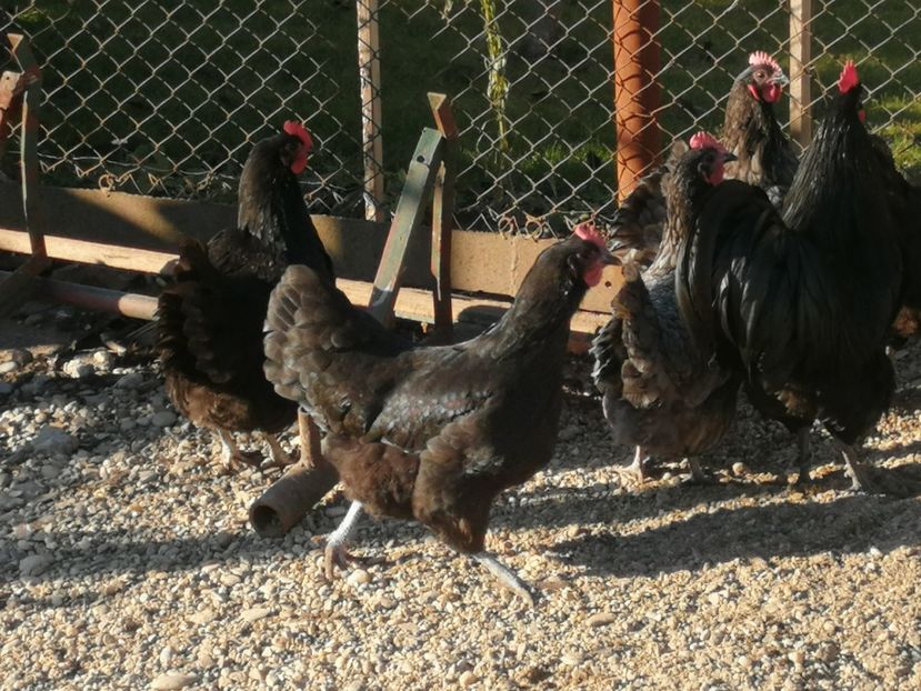  - GAINI RASA AUSTRALORP