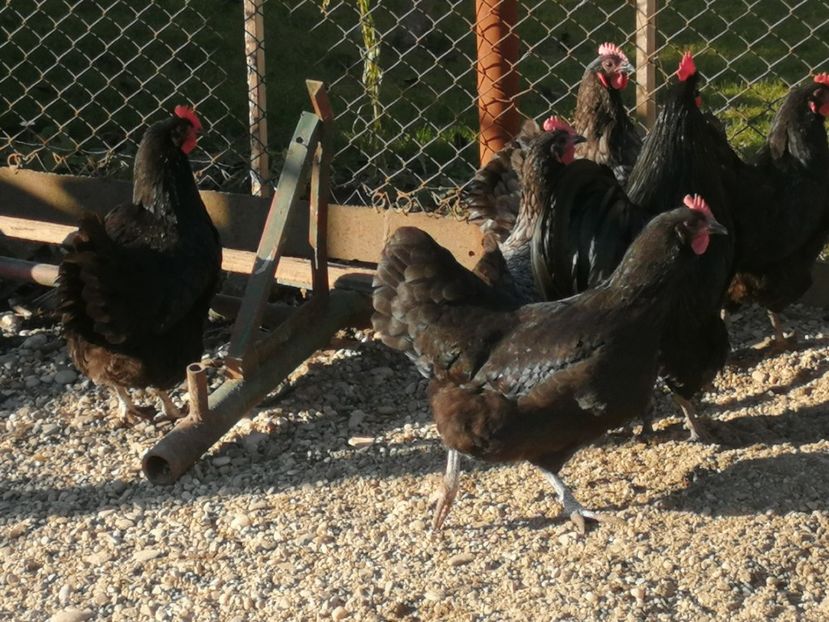  - GAINI RASA AUSTRALORP