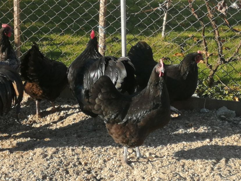  - GAINI RASA AUSTRALORP