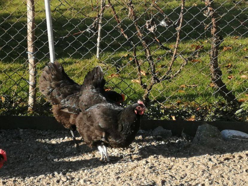  - GAINI RASA AUSTRALORP