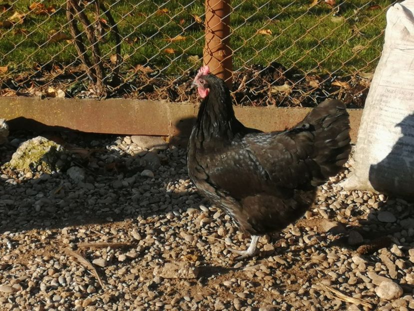  - GAINI RASA AUSTRALORP