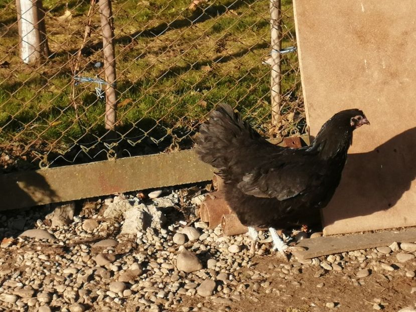  - GAINI RASA AUSTRALORP