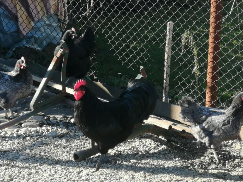  - GAINI RASA AUSTRALORP