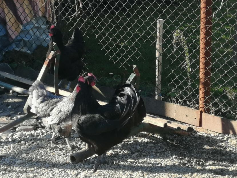  - GAINI RASA AUSTRALORP