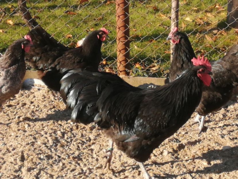  - GAINI RASA AUSTRALORP