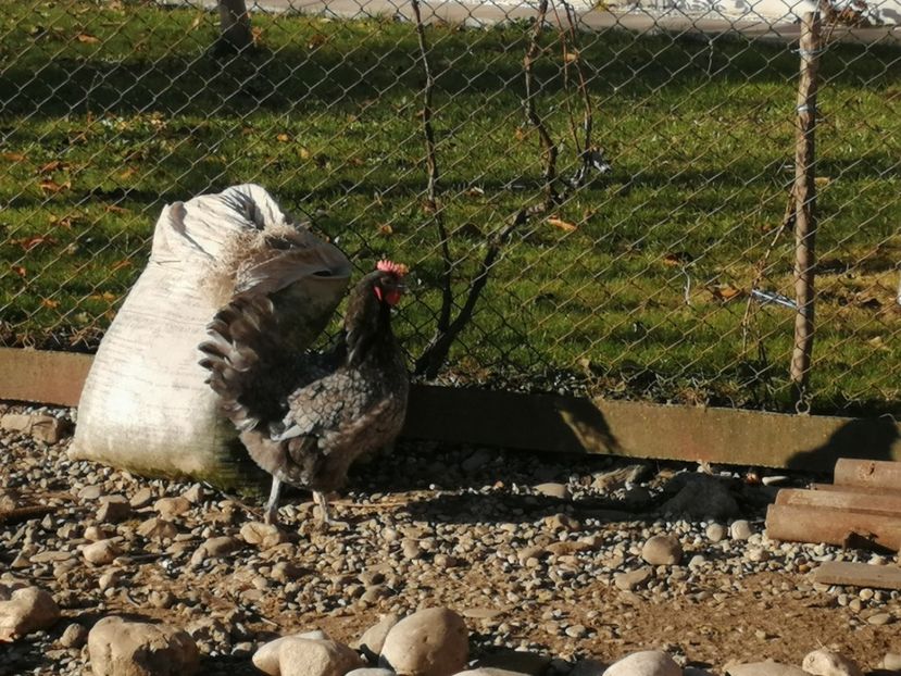  - GAINI RASA AUSTRALORP