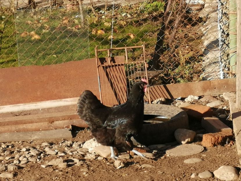  - GAINI RASA AUSTRALORP