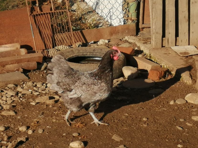  - GAINI RASA AUSTRALORP