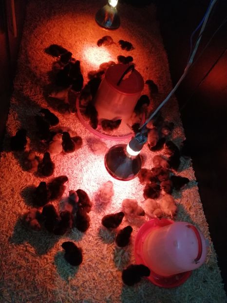  - GAINI RASA AUSTRALORP