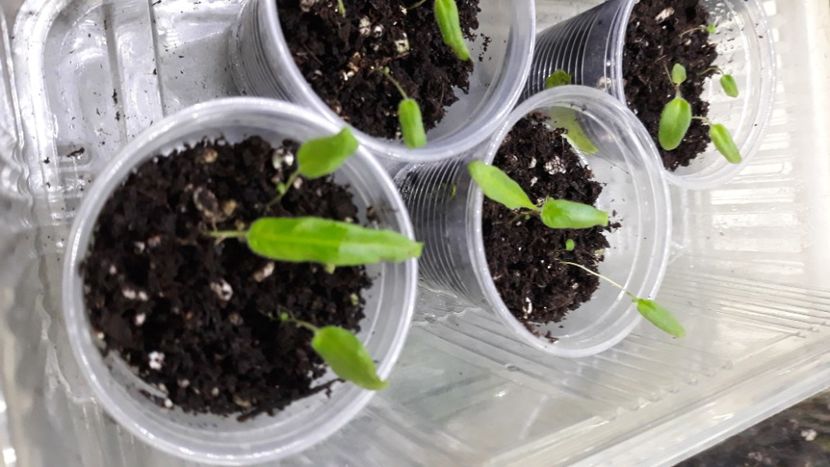  - STREPTOCARPUS