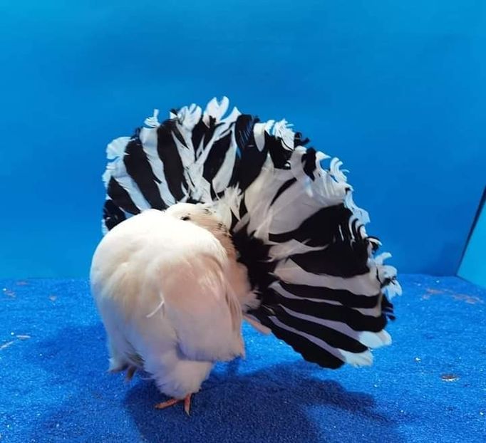  - NU IMI APARTIN ALBUM NR 2