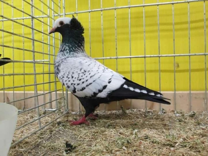  - NU IMI APARTIN ALBUM NR 2