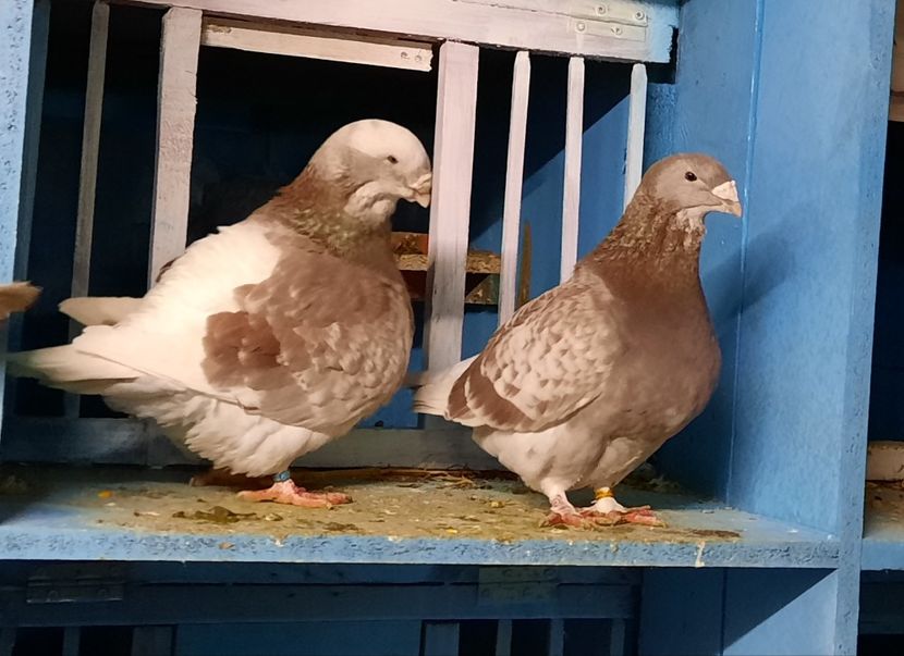  - VOIAJORI STANDARD si VRDF